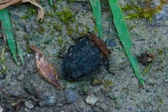 Oiceoptoma thoracicum