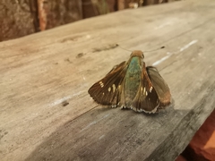 Lon melane vitellina