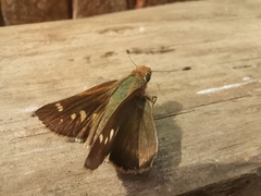 Lon melane vitellina