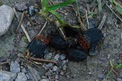 Oiceoptoma thoracicum