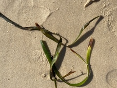 Posidonia australis