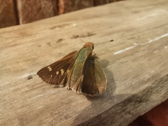 Lon melane vitellina