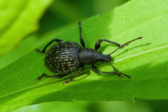 Otiorhynchus armadillo