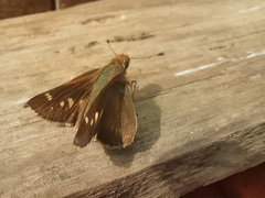 Lon melane vitellina