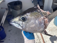 Thunnus atlanticus