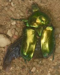 Protaetia speciosissima