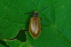Lagria hirta