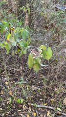 Cornus drummondii