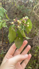 Cornus drummondii