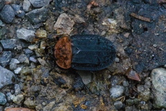 Oiceoptoma thoracicum