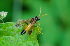 Tenthredo campestris