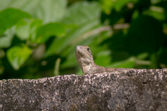 Ctenosaura similis