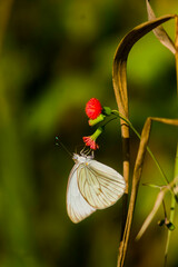 Ascia monuste monuste