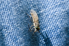 Haematopota pluvialis