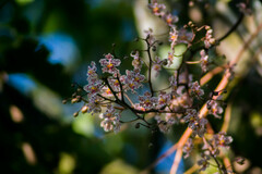 Trichocentrum × teaboanum