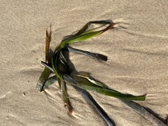 Posidonia australis