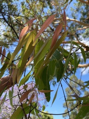 Angophora