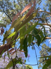 Angophora