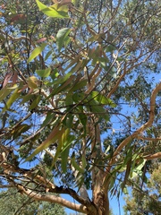 Angophora
