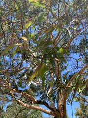 Angophora