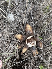 Astraeus hygrometricus