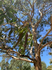 Angophora