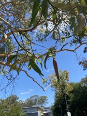 Angophora