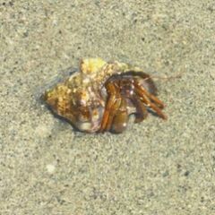 Pagurus granosimanus