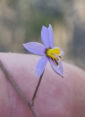 Cyanella hyacinthoides
