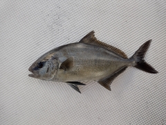 Seriola