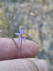 Cyanella hyacinthoides