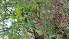 Palicourea rigida