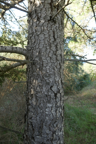 Atlas cedar
