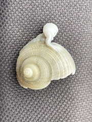 Semicassis granulata