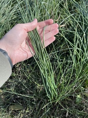 Allium canadense ecristatum