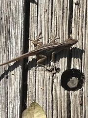 Anolis sagrei