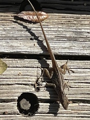 Anolis sagrei