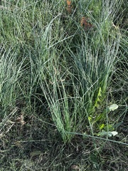 Allium canadense ecristatum