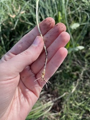 Allium canadense ecristatum