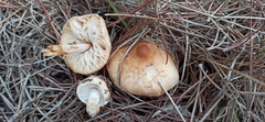 Lepiota castanea