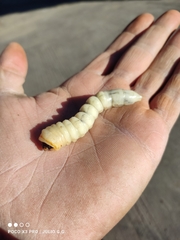 Derobrachus geminatus