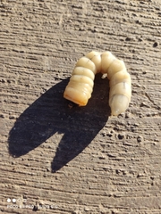 Derobrachus geminatus