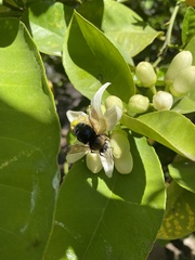 Xylocopa tabaniformis orpifex