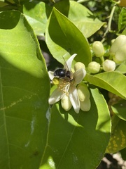 Xylocopa tabaniformis orpifex
