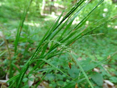 Carex strigosa