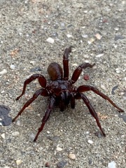 Myrmekiaphila comstocki