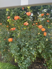 Rosa