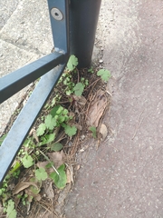 Geranium rotundifolium