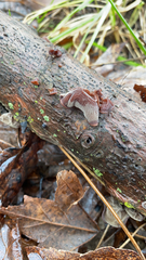 Auricularia auricula-judae
