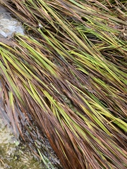 Sparganium americanum